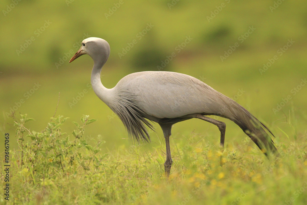 Obraz premium Blue Crane in the South African grasslands