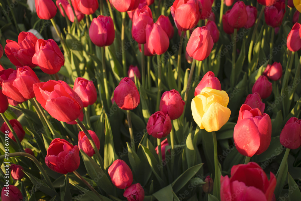 Fototapeta premium red yellow tulip