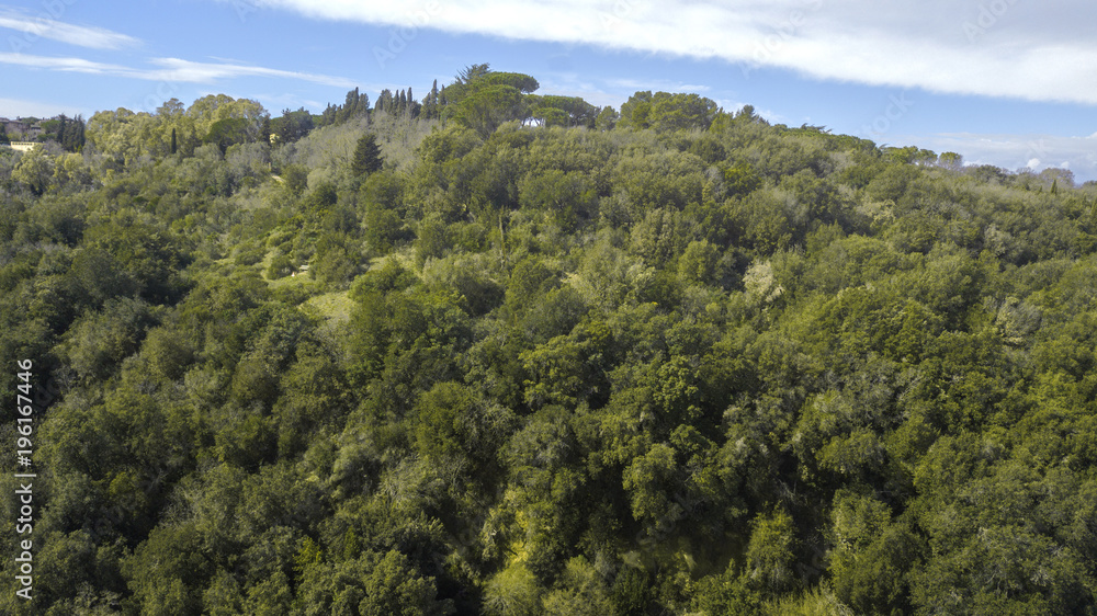 Aerial view of a dense forest on the slopes of a mountain. There are many trees that color the environment green. There is nobody in this beautiful sunny day. The sky is blue and cloudy.