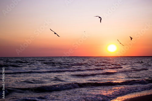 Sea sunset, beautiful sunset beach, Flying seagulls over the sea in sunset sun © anyatachka95
