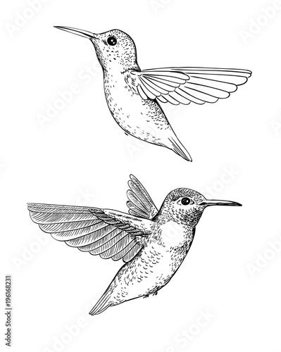 Set of 2 hand drawn hummingbirds on white background.Elements for design.