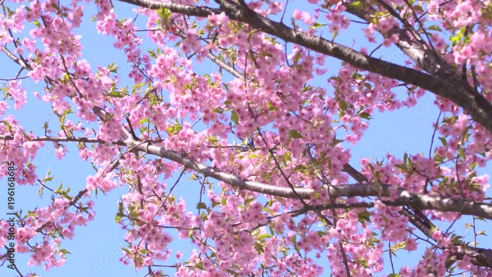 河津桜と青空(パンニング) 河津桜と青空(パンニング)
