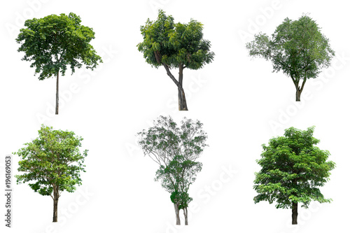 Collection trees of isolated on white background 
