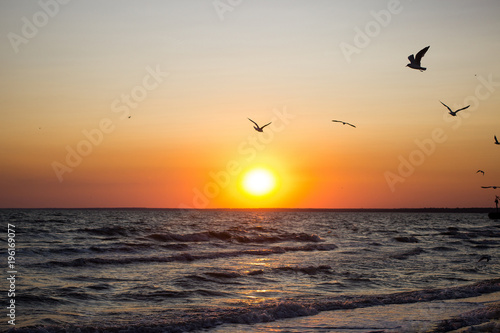 beautiful flight of birds over the sea wave, in the setting sun, waves close up at sunset with a bright halo