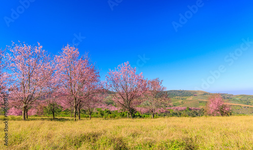 The beautiful Wild Himalayan Cherry in natural meadow on highland in Thailand.
