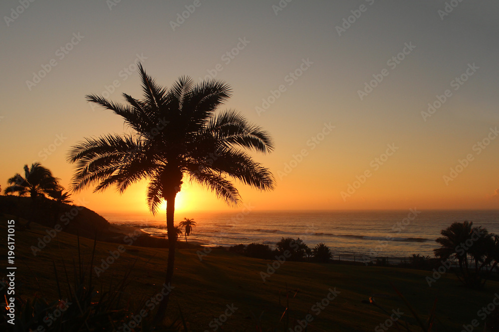 Palm trees silhouette at sunrise