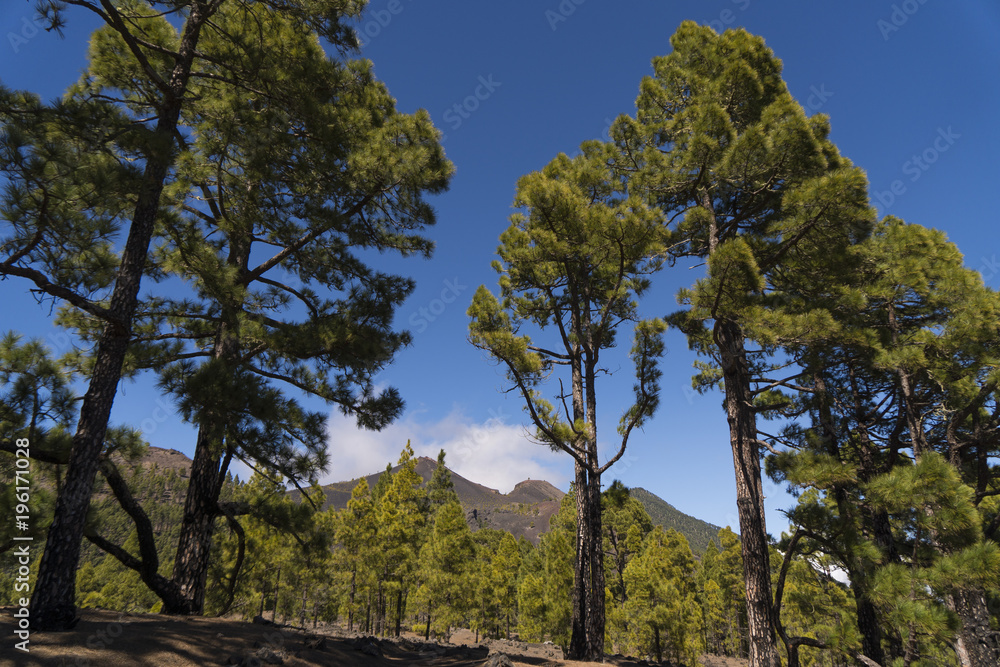 Landscape at the volcano route hiking trail near Los Canarios ( Region Fuencaliente de La Palma ) at La Palma / Canary Islands