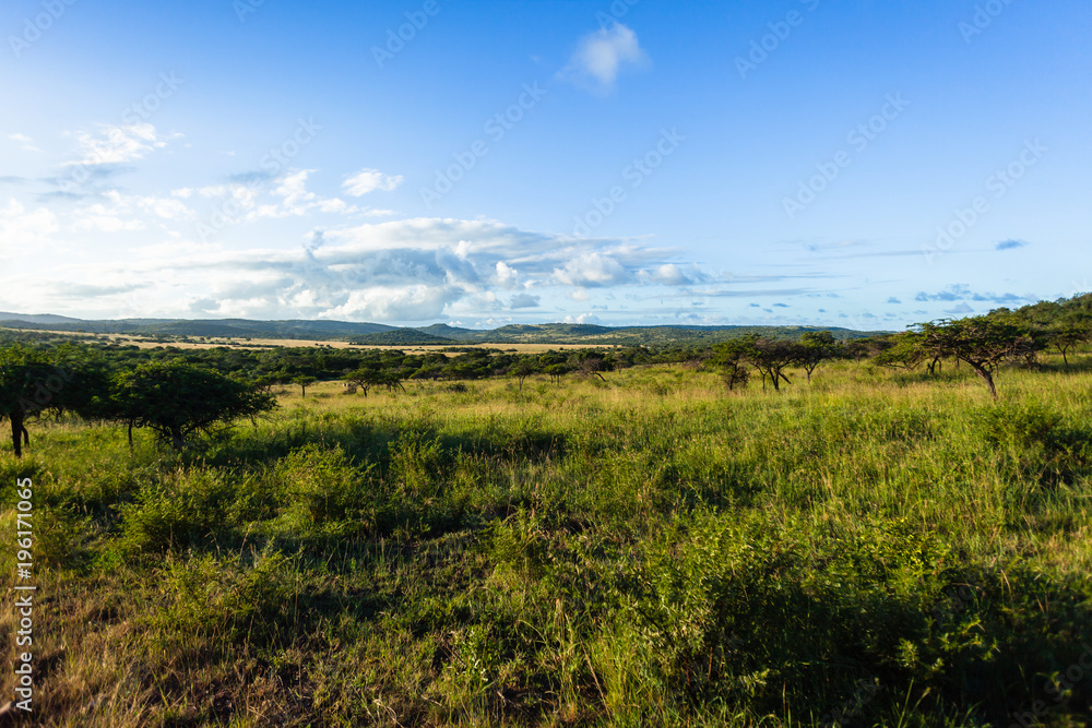 Wildlife Safari Wilderness Landscape