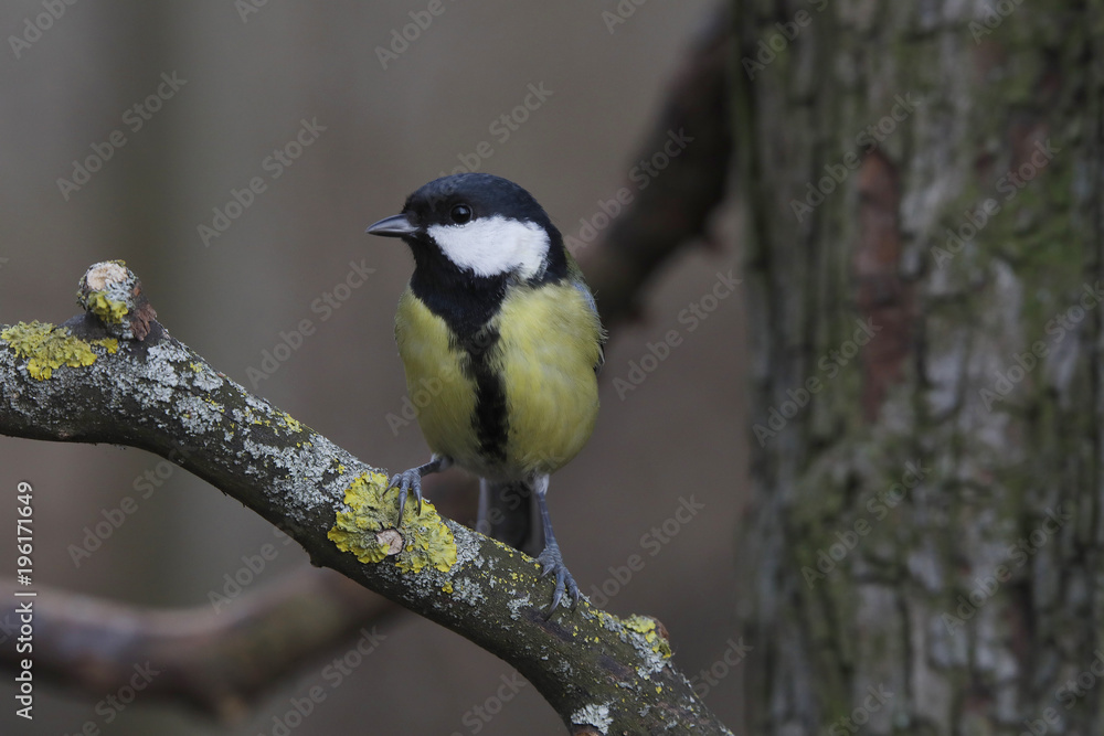 Kohlmeise (Parus major) sitzt auf Ast Kohlmeise (Parus major) sitzt auf Ast