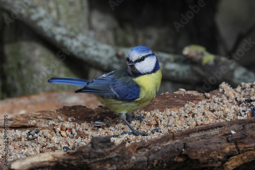 Blaumeise (Cyanistes caeruleus) am Futterplatz