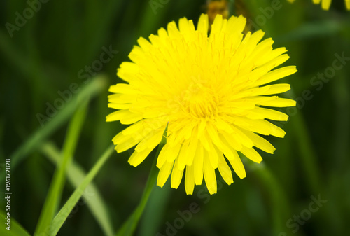 Fototapeta Naklejka Na Ścianę i Meble -  Yellow dandelions and green grass
