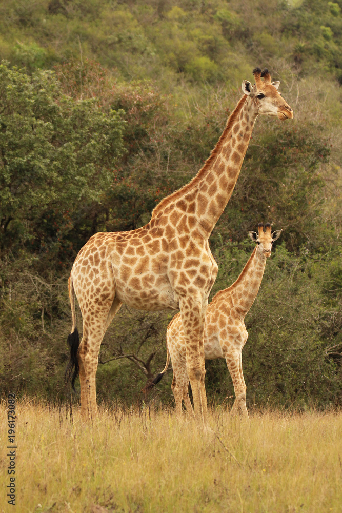 Fototapeta premium African Giraffes in the wild