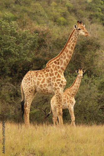 African Giraffes in the wild