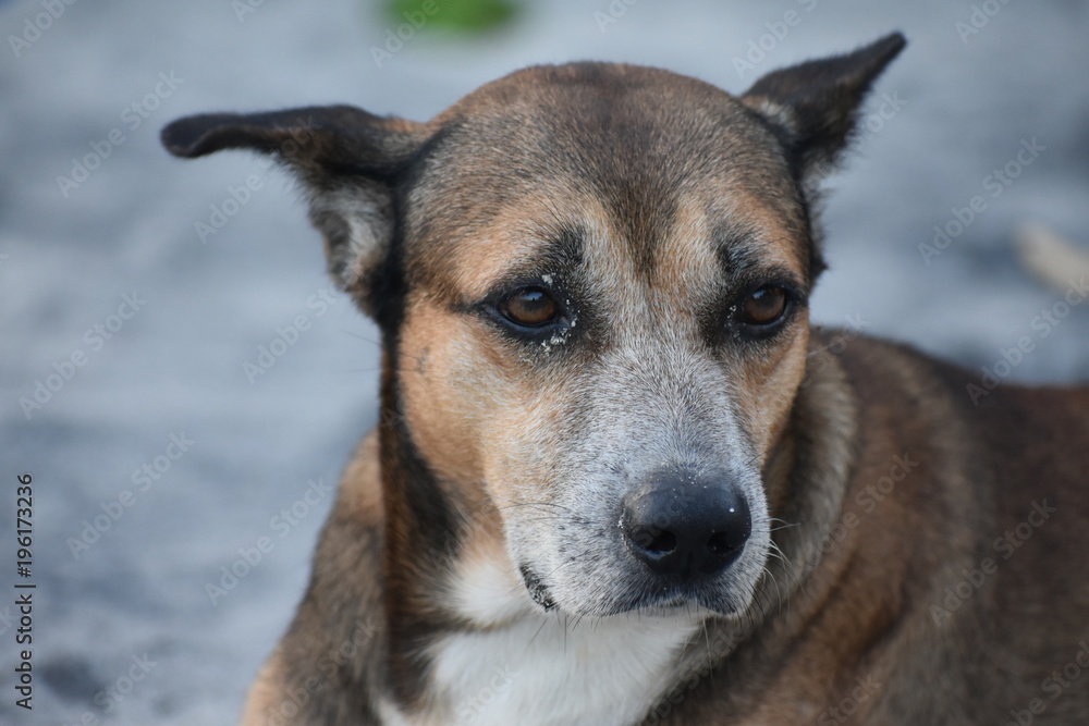 Obraz premium Dog on sand