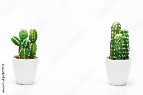 Small decorative cactus in vase isolated on neutral background.