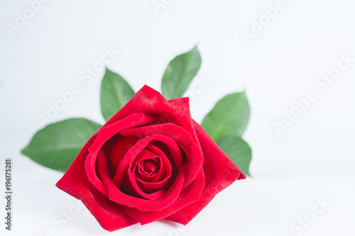 Red rose flower on the white background