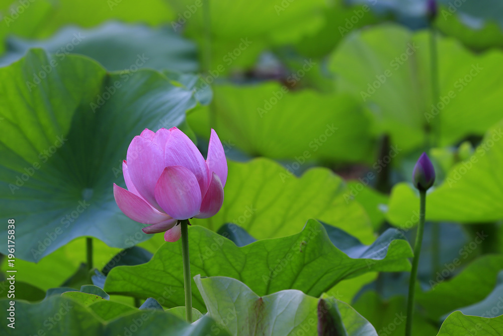 The lotus is in full bloom, in the pond The lotus is in full bloom, in the pond