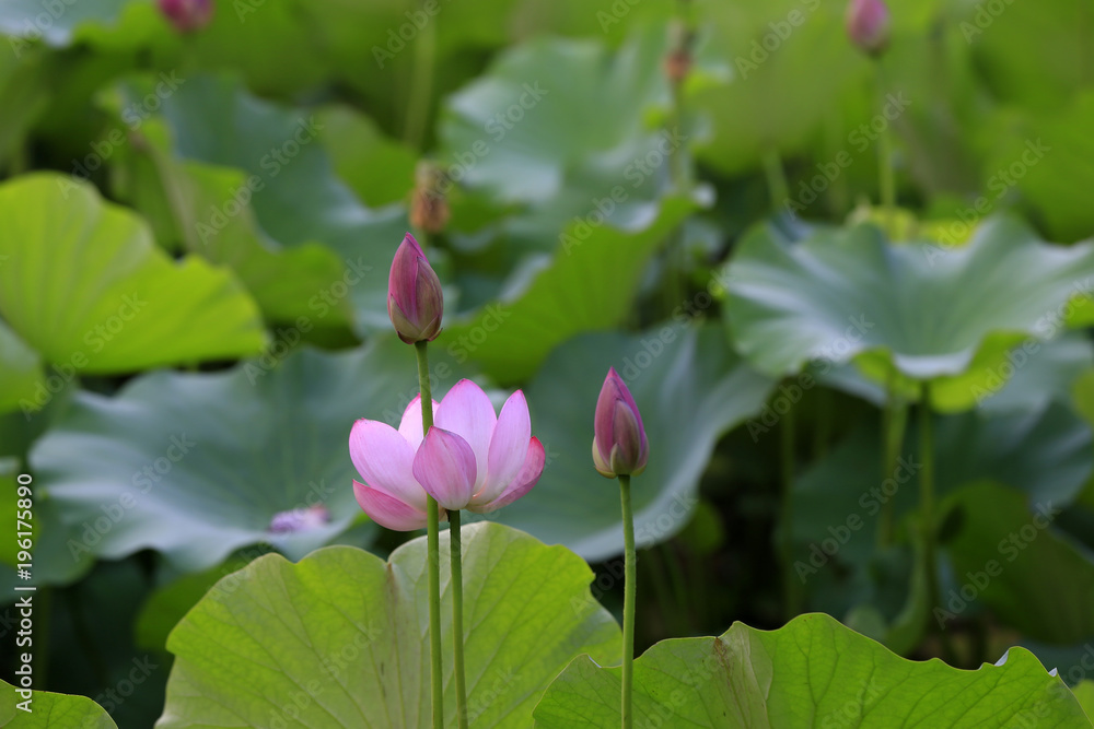 The lotus is in full bloom, in the pond The lotus is in full bloom, in the pond