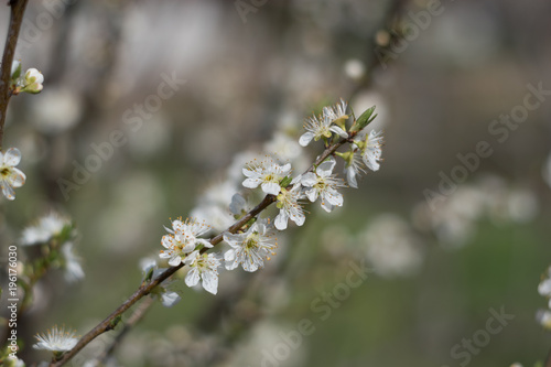 Plum blossoms in spring  © MG2323