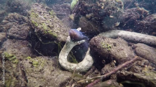 Feeding Dice snake, Natrix tessellata,in the beautiful clean creek. Dice snake eating freshwater fish tubenose goby. Underwater video with a nice bacground and natural light. Wild life animal.  photo