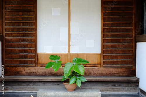 障子と植物