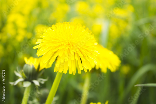 Fototapeta Naklejka Na Ścianę i Meble -  Yellow dandelions and green grass