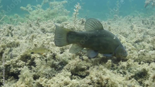 Tench, Tinca Tinca Or Doctor Fish Swimming Underwater. Close up underwater video with feeding tench. Tench swimming with a little group of perchs, Perca fluviatilis.   photo