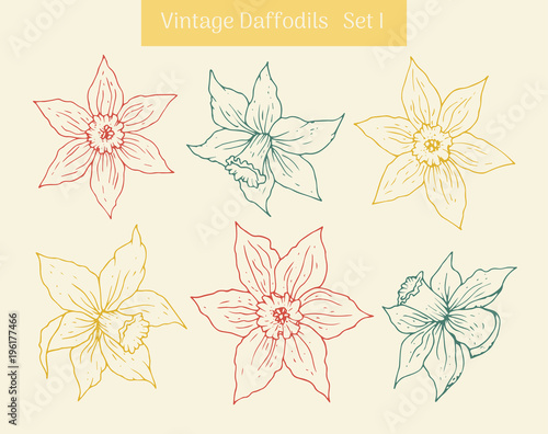 Fototapeta Naklejka Na Ścianę i Meble -  Daffodil vintage clipart set. Isolated hand drawn flower contours.