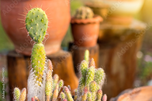 Small cactus is dying to die.