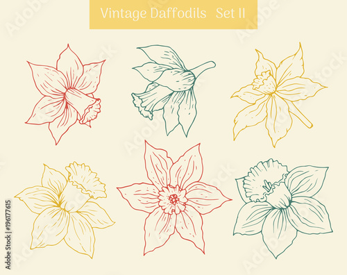 Daffodil vintage clipart set. Isolated hand drawn flower contours.