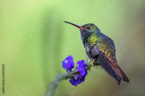 Rufous-tailed Hummingbird - Amazilia tzacatl, beautiful colorful small hummingbird from Costa Rica La Paz.