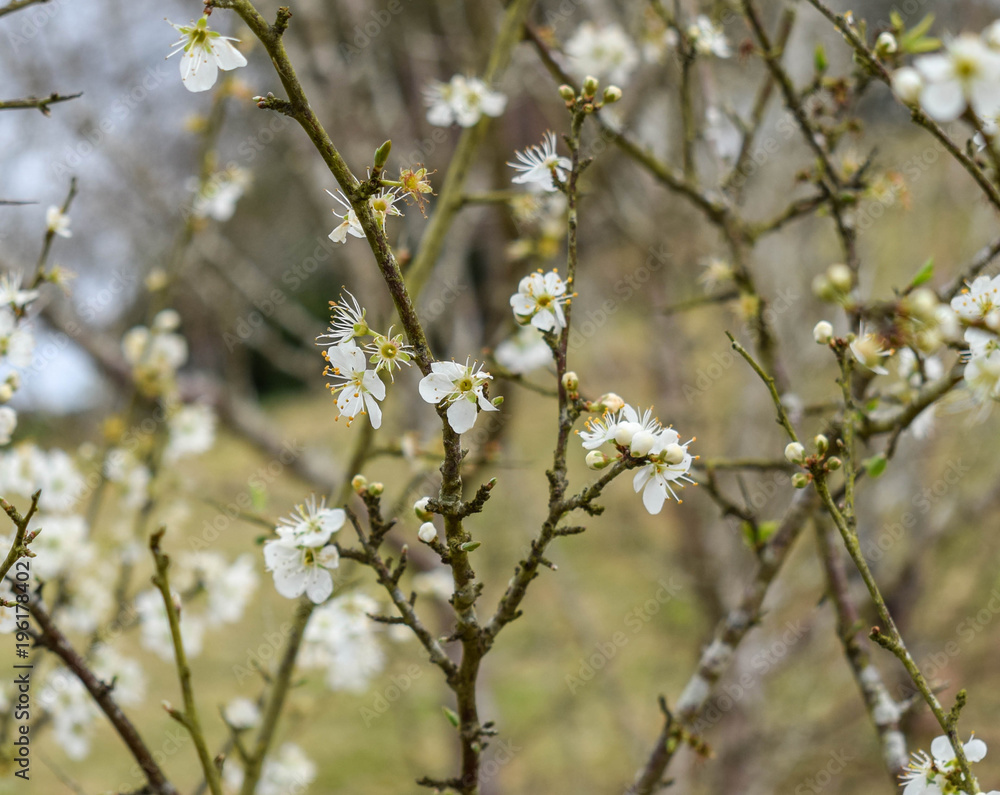inicio  floración primaveral