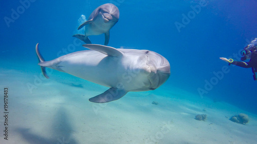 dolphin © Nurkersi