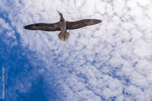bird seagull making a fluttering flight with blue sky and white clouds