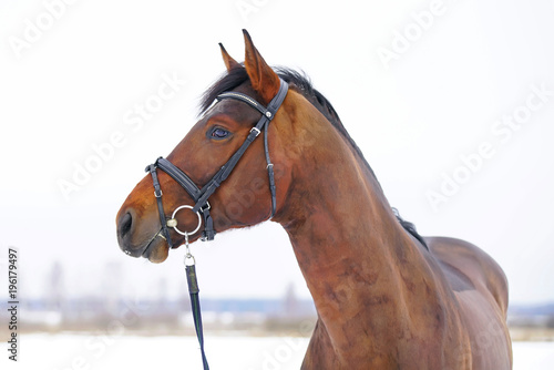 The portrait of a young brown stallion posing outdoors in winter