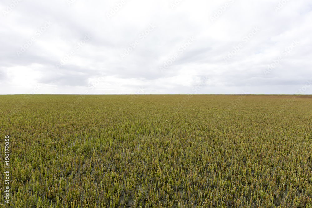 Wetlands landscape on nature reserve Schiermonnikoog, an island North of Holland Wetlands landscape on nature reserve Schiermonnikoog, an island North of Holland