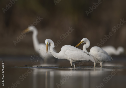 Flock of Great White Egret Fishing
