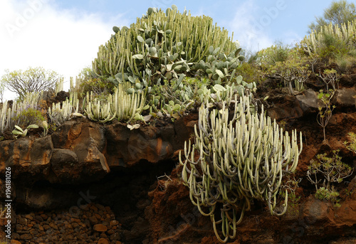 La Palma, volcano rocks overgrown with plants in the area of the Las Cuevas de Aqua, Euphorbias, succulents photo