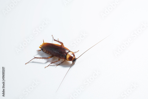One cockroach on a gray background.