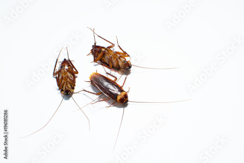 Three cockroaches on a white background.