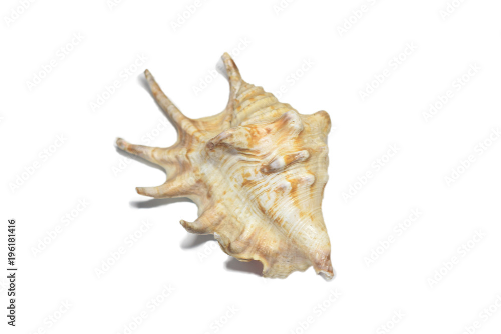 close up. beautiful sea shell on white background close up. beautiful sea shell on white background
