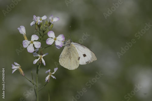 The cabbage butterfly photo