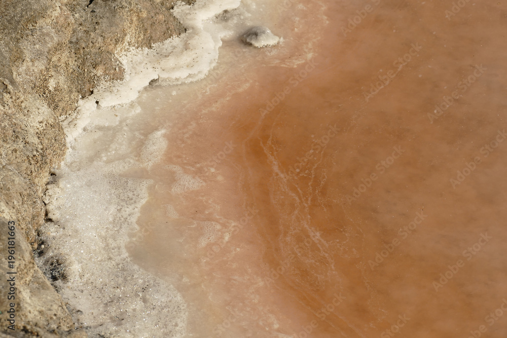 Fototapeta premium Dunaliella salina is a type of halophile green micro-algae especially found in sea salt fields