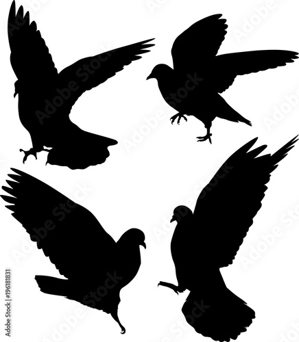 four pigeon isolated black silhouettes