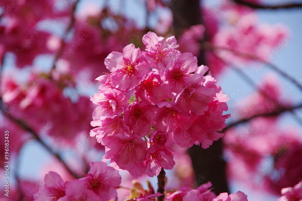大写しした河津桜