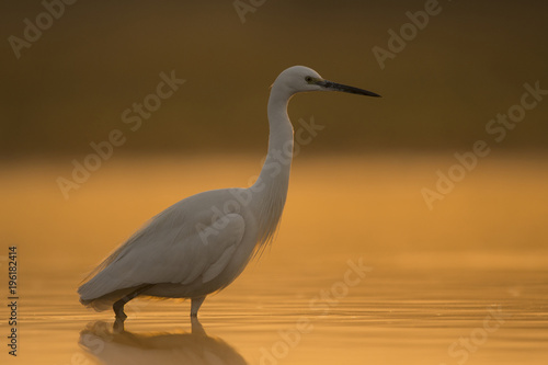Little Egret with fish © tahir