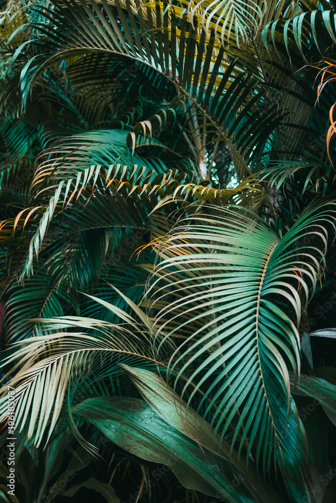 Plakat Głęboki ciemnozielony wzór liści palmowych. Pionowy, kreatywny układ