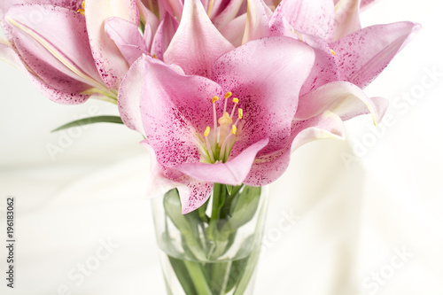 Beautiful lily pink or purple in glass vase on white fabric