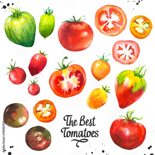 Vegetables watercolor set. Fresh organic food. Set of different kinds of tomatoes: green, orange and red colors. Simple painting sketch.