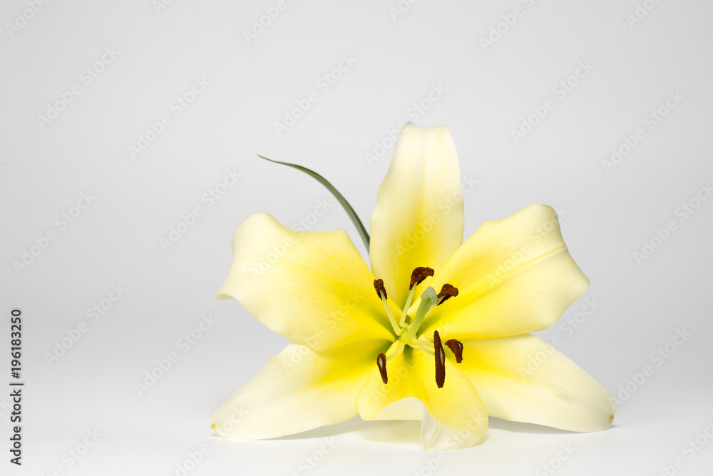 Beautiful yellow lilies isolated from the white background Beautiful yellow lilies isolated from the white background